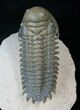 Flying Crotalocephalina Trilobite - Spectacular Prep! #15380-5